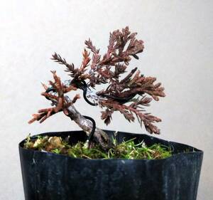 Itoigawa Masakashi Kashiwa mini bonsai tree height 4.5cm super mini beans extremely strong trunk muscle flexion J7! !