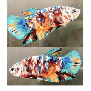 [Matsuyo Shi World] Betco Color Galaxy Beta Omakase (1 male) [Live] Carp solid viewing fish (with death arrival) With one bonus