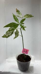 ★ Variegated seedlings Pachira Milky Way 23.cm seedlings Photo actual
