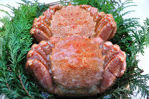 [Crab miso is addictive] Hokkaido frozen boiled boiled crab 300g x 2 [k] Hokkaido direct sales ☆ Hair crabs and hair ☆