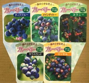 Rabbit Eye -based blueberry seedlings 2 shares
