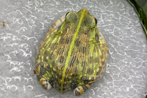 African siga frog about 4 cm 1 animal