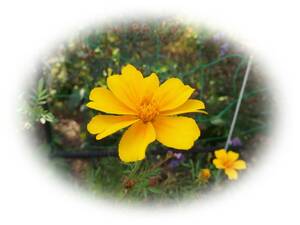 Marigold Yellow 60 tablets 5 Years I love Self -collected flower