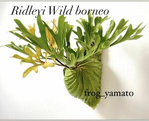 RIDLEYI WILD BORNEO Chopsticks 6cm Pot Ridley Wild Borneo Culture