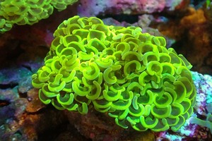 [Coral] Bried Nagare Hanasango (Yellow/Green) (Individual sales) (± 8-10cm) No.2 (living body)