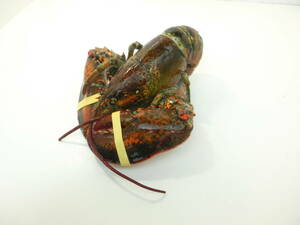Limited product! Omar Shrimp 1 fish Approximately 500g Lobster frozen Canada Large size
