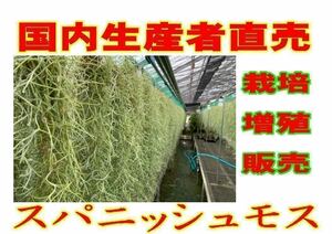 Pesticide -free production direct sales 1 bundle 120 grams 70 mm or more domestic cultivated Tai -Type Usuneiides Spanish Moss Air Plants Tillandsia