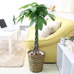Houseplant Pakira No. 7 bowl+basket pot cover The surface of the soil is wood chip free shipping