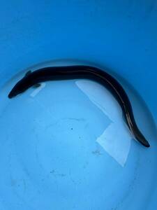 Extremely short -time eel tanman rare species eel Japanese eel domestic eel eel eel eel eel