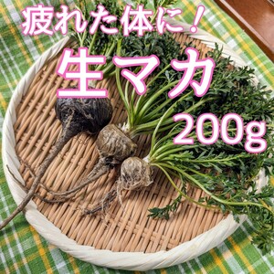 [Rare vegetables! ] Raw Maka 200g [Super Food]