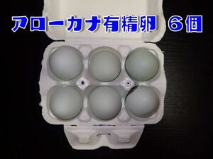Annocuted arrow kana fertilized egg 6 pieces ★ edible ★