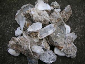 Oyster shell oysters 5.5kg to 6kg Shipping included