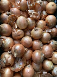 5kg including onion onions