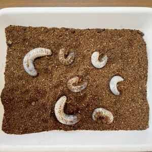 [BF] Hills Shiro Kabuto larvae two -legged -set of 7 heads