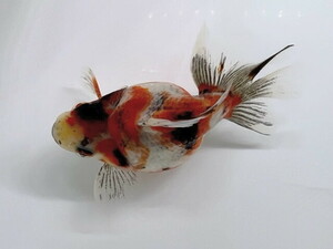 There is a Fukuga goldfish video! Spring campaign! Senominolic three colors Ryukin Shorttail Dalma Approximately 8-9 cm 2 years old SSR-7 ③-1 Shiga