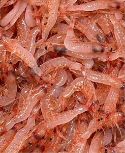 New !! Suruga Bay production frozen cherry blossom shrimp raw food 200g free shipping