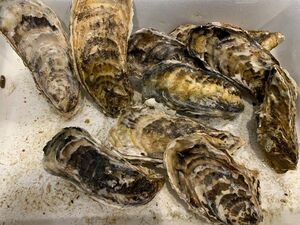 10 raw oysters with Hokkaido shells (around 140g per piece) [B] Hokkaido direct sales ☆ oysters [No cash on delivery]