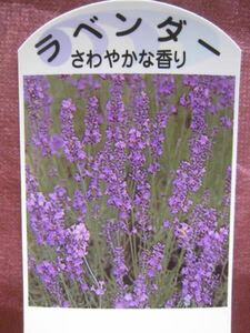 Lavender seedling