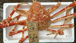 [Wakayama] Takahashi crab (about 4.2k) No translation frozen ♂