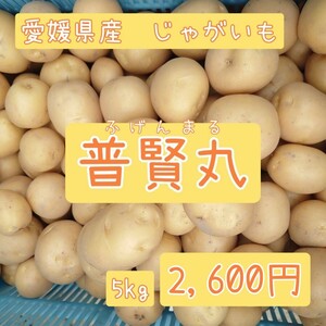 Potatoes [Fuken Maru] 5kg from Ehime Prefecture 5kg or more go to the question column