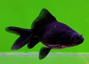Aquashop Aqualand ★ Small and cute beautiful individual black scope 6.5cm ★ Guarantee
