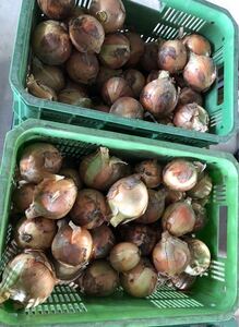 Awajishima onion ☆ Popular ML mixture ★ 10kg ★ Limited price