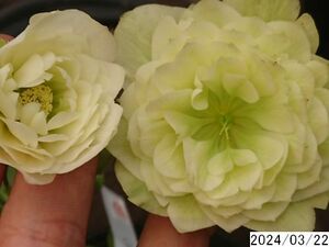 Flowers 1 Gaku 1 Bud 1 Blank Stock No. 4 Yoshida Horticultural Production Multi -Double Christmas Rose 02227053