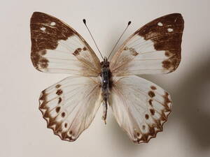 ●● Shirotateha ♂ Foreign butterfly specimen butterfly butterfly specimen butterfly specimen specimen specimen specimen specimen insect academic specimen