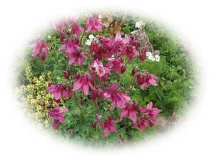 Odamaki Thirty Pink 30 tablets Odamaki -resistant perennial 5 years I love self -collection flowers