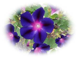 Unusual morning glory 7 tablets of glory I love self -collection flowers for 5 years