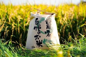 New Rice Farm Direct Delivery 5 Years, Hokkaido Yasuda Farm Ichifu U.S. U.S. 10kg Payment Rice