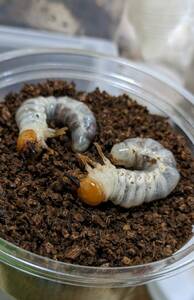 [Larva last] Erafs Hosoa Kakuwagata 3 Ordinance larva 4 pairs (8 in total)