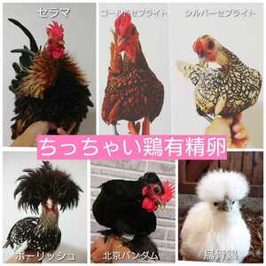 Small chicken mix eating fertilized egg, 8 pieces