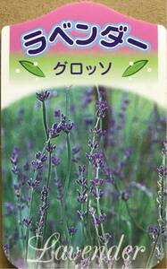 Rabandin lavender grosso seedlings