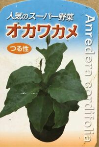 Super Vegetables Okawakame Seedlings