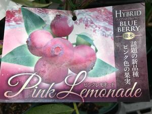 Pink Fruberry (Pink Lemonade) Seedling