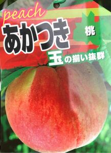 Peach (Akatsuki) peach seedlings