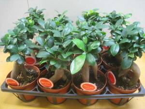 Happy Yadori Wood Gajumaru Potted Plant