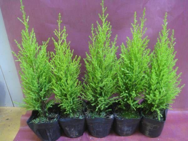 Goldcrest saplings 5 pots