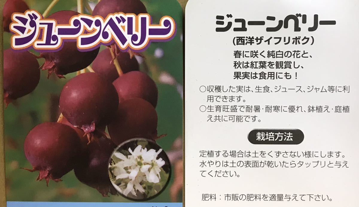 Juneberry seedlings