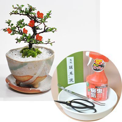 Longevity plum bonsai and first tool set bonsai mini bonsai pot plant