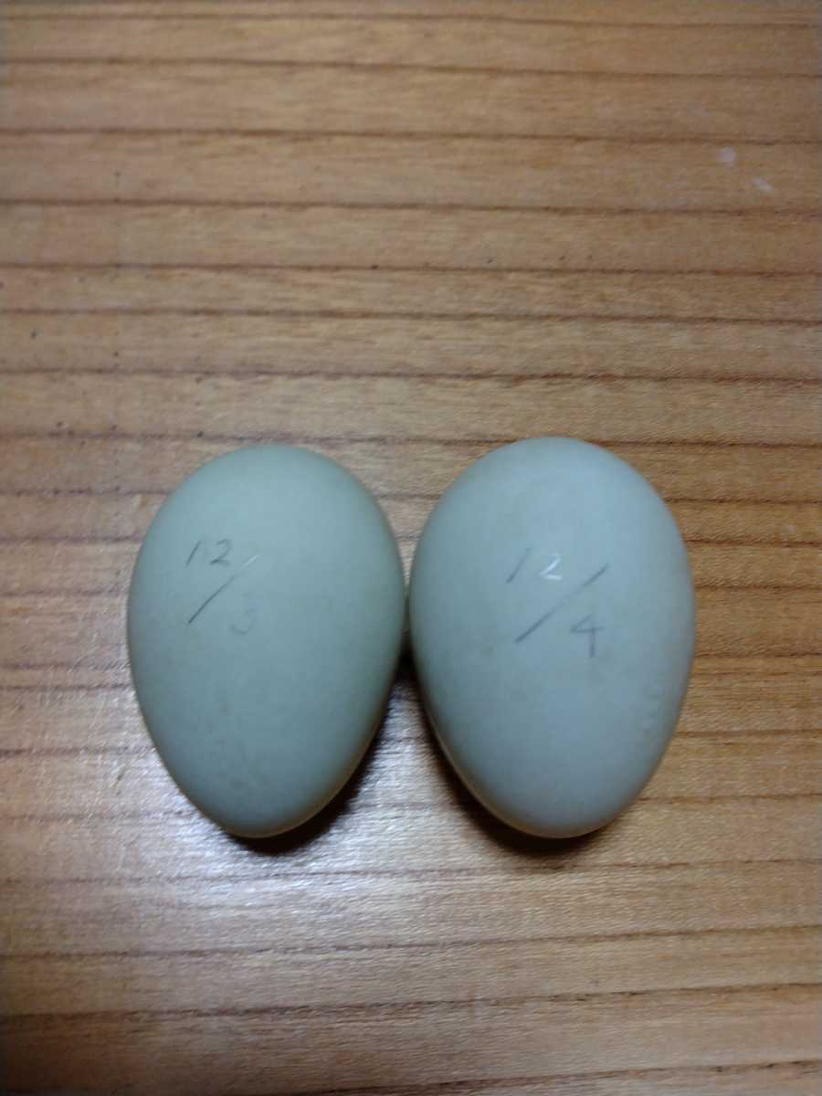 Two Call Duck fertilized eggs (edible)