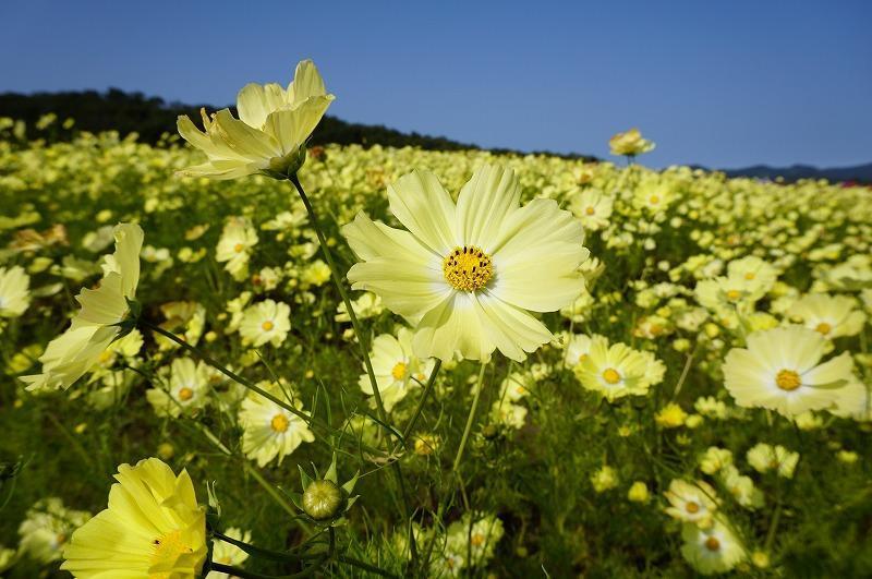 [Flower seeds] Cosmos Akisakura Yellow Campus 30 tablets PvP Shipped by 4 kinds