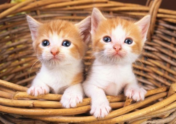 Two kittens in the basket Pet cat cute cat painting style wallpaper poster poster A1 version 830 × 585mm peeled seal 005A1