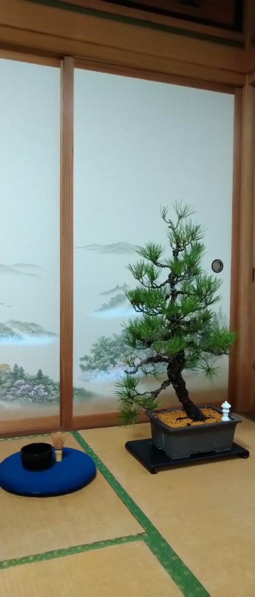 Kuromatsu Akamatsu Nishikimatsu (Large) Tree About 50 years old 200 size Bonsai