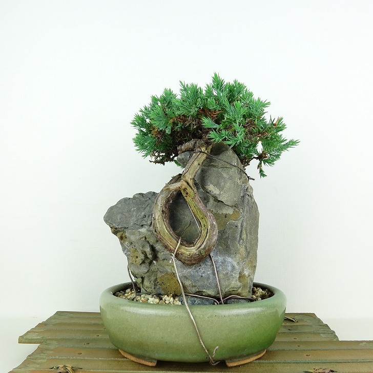 Bonsai Morimatsu tree height about 20cm, Juniperus rigida with toth stones Evergreen Swallow Tree Item