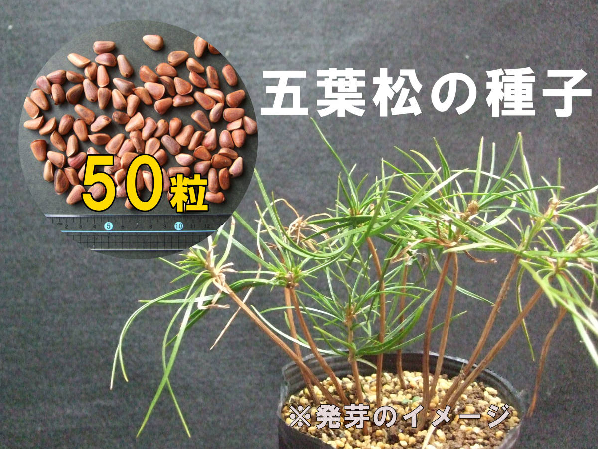 Gotoyamatsu Seeds 50 grains Bonsai Yamano Grass Rare