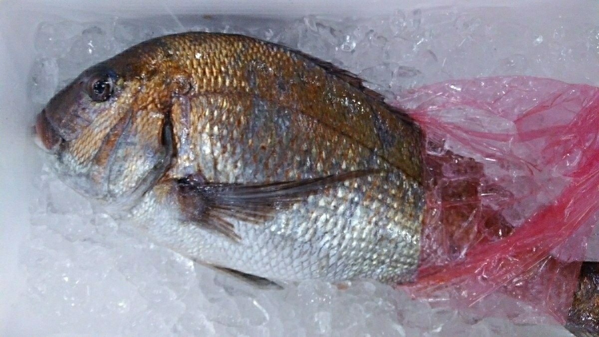(Fish) 1 large sashimi fish from Aomori